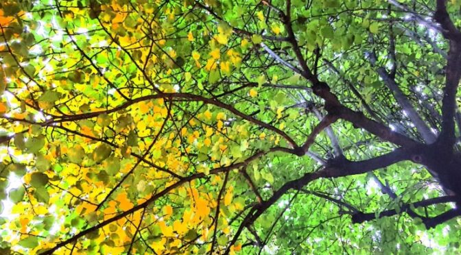 Auszeit Oktober – von den Bäumen lernen